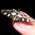Moth on my Finger