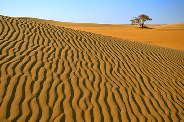 View of Acacia - The Tenere, Niger, Jan. 2003