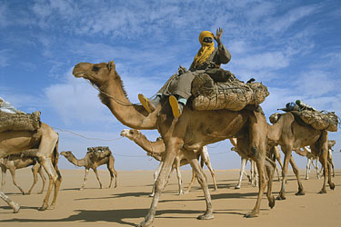 Salt Caravan - The Tenere, Niger, Jan. 2003