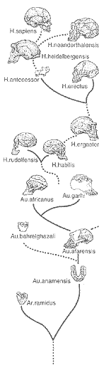 Evolutionary Diagram of Skulls